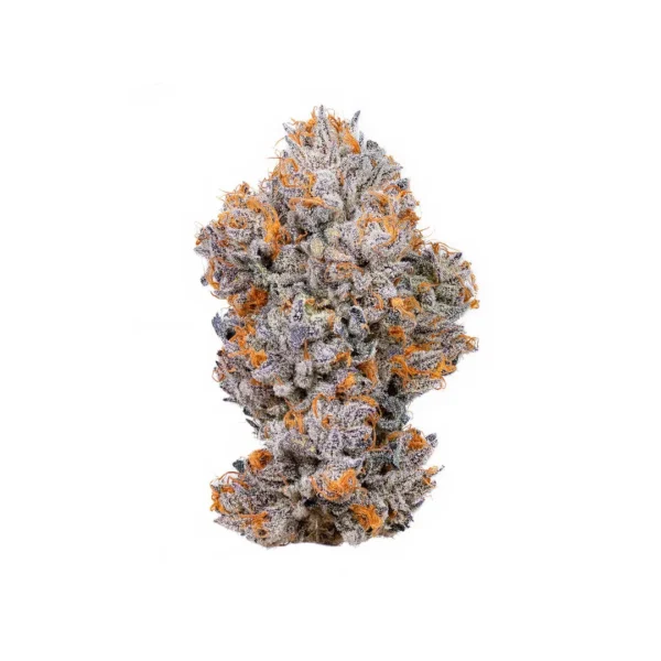 Biscotti (Exclusive Collection)