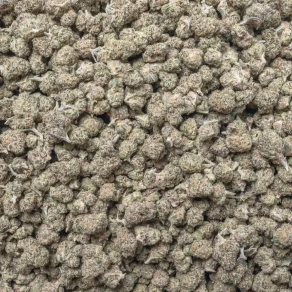 Mimosa (Light Dep Smalls)